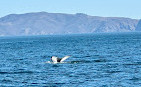 San Francisco Whale Tours