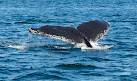 San Francisco Whale Tours