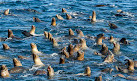 San Francisco Whale Tours