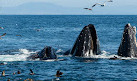 San Francisco Whale Tours