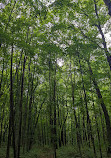 Wendat Hiking Trail