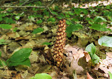 Wendat Hiking Trail