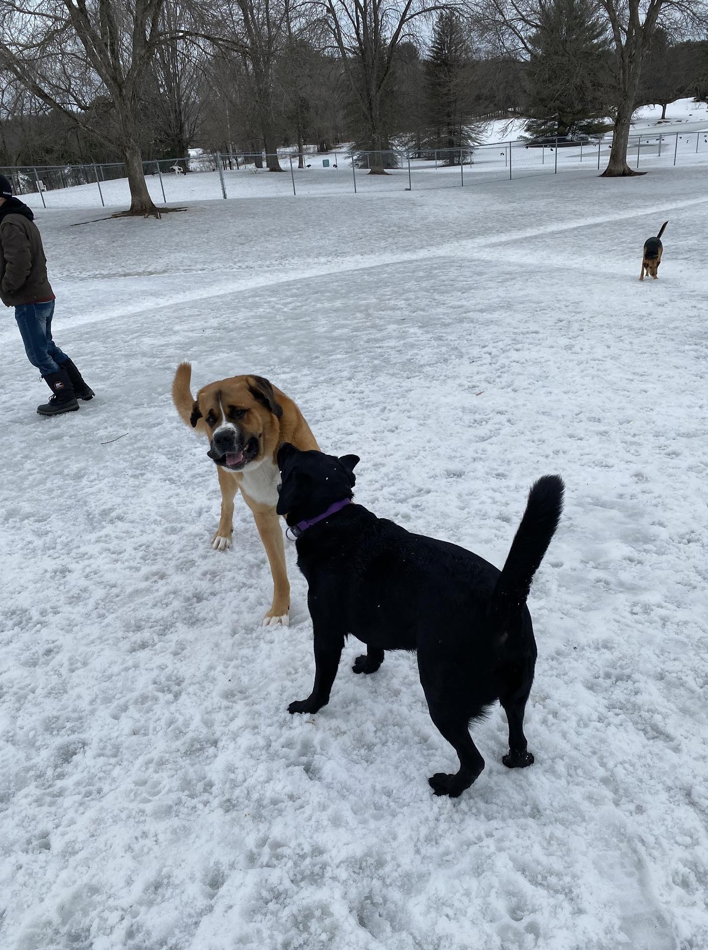 Parco per cani di Bracebridge