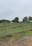 Texas Hill Country Olive Co.