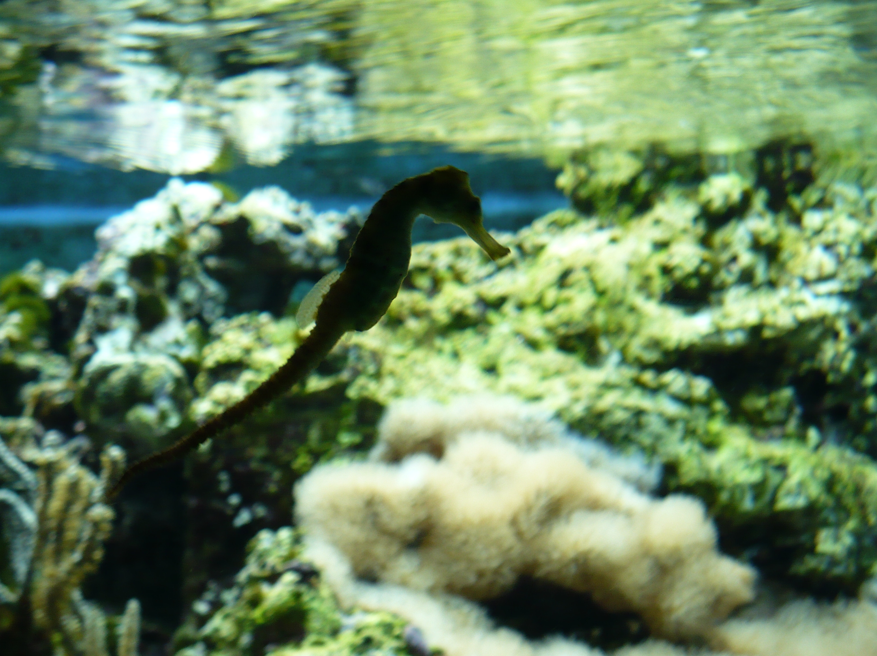 Shedd Aquarium