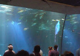 Shedd Aquarium