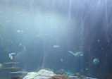 Shedd Aquarium