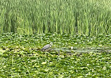 Heart Lake Conservation Park