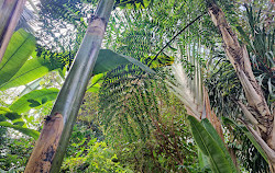 Giardino della Scuola di Botanica