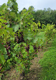 Vignoble Domaine Bresee