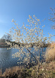 Branch Brook Park