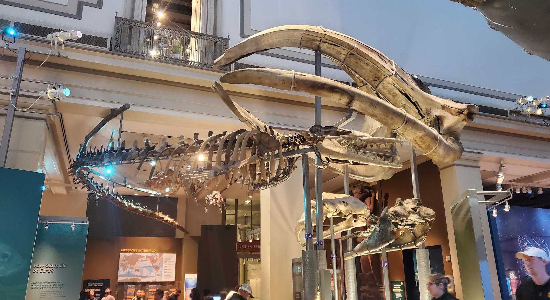 Smithsonian National Museum of Natural History-winkel