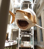 Negozio del Museo Nazionale di Storia Naturale Smithsonian