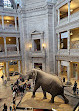 Negozio del Museo Nazionale di Storia Naturale Smithsonian