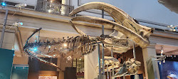 Loja do Museu Nacional de História Natural Smithsonian