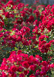 Exposition Park Rose Garden