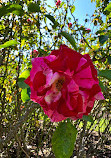 Exposition Park Rose Garden