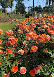 Exposition Park Rose Garden