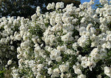 Exposition Park Rose Garden