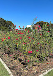 Exposition Park Rose Garden