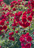 Exposition Park Rose Garden