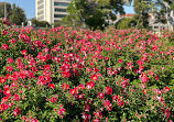 Exposition Park Rose Garden