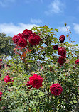 Exposition Park Rose Garden