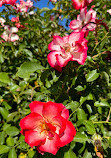 Exposition Park Rose Garden