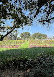 Exposition Park Rose Garden