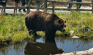 Grouse Mountain