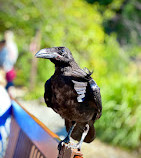 Grouse Mountain