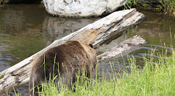 Grouse Mountain