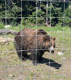 Grouse Mountain