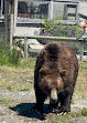 Grouse Mountain