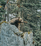 Grouse Mountain