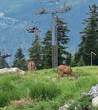 Grouse Mountain