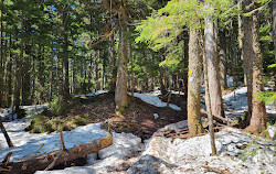 Grouse Mountain