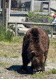 Grouse Mountain