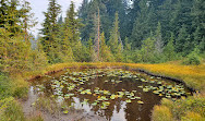 Cypress Provincial Park