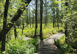 Tannersville Cranberry Bog Preserve