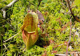 Tannersville Cranberry Bog Preserve