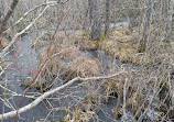 Tannersville Cranberry Bog Preserve