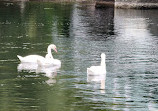 Toronto Island Park