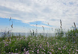 Lakeside Dog Park