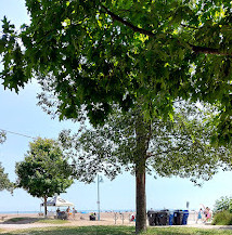 Woodbine Beach