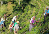 Binoya Tea Estate Bungalow