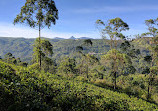 Binoya Tea Estate Bungalow