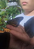 Dubai Butterfly Garden