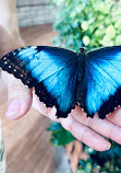 Dubai Butterfly Garden