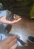 Dubai Butterfly Garden